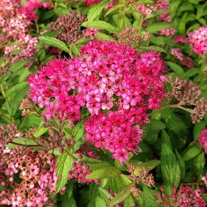 Спирея Антони Ватерер японская 490₽