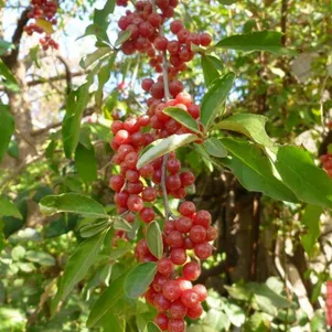 

Облепиха Красноплодная