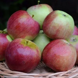 Яблоня Орловское полесье 480₽