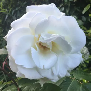 

Роза Айсберг, Викс (лиц)