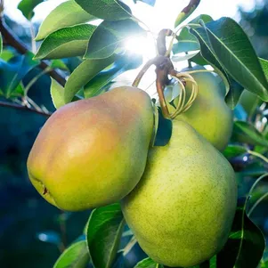 

Груша Августовская роса