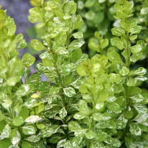 Барбарис Тунберга Поувов 490₽