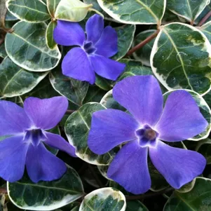 Барвинок Ральф Шугерт малый 290₽