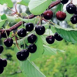 

Черешня Орловская Фея урожайная ранняя