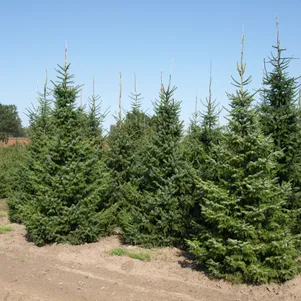 Ель сербская 590₽