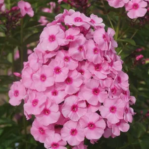 Флокс метельчатый Хербствальцер 280₽