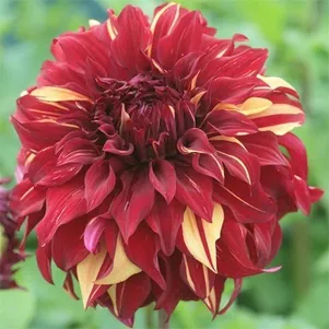 

Георгина Богемиан Спартакус (МАКСИ) декоративная