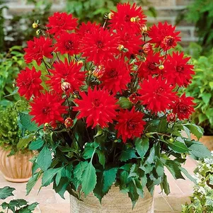 

Георгина Ред Пигми бордюрная