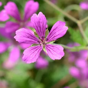 Герань садовая АТ Джонсон 330₽