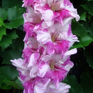 

Гладиолус Аэлита