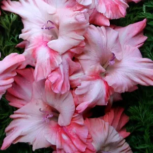 

Гладиолус Царедворец