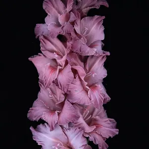 

Гладиолус Думелис