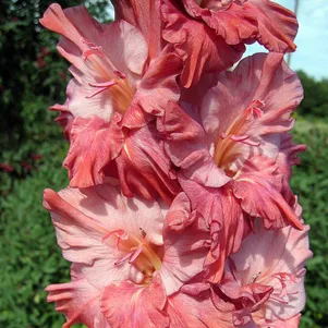 

Гладиолус Сираэль