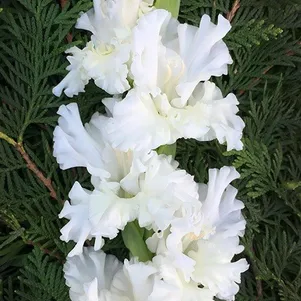 

Гладиолус Снегурочка