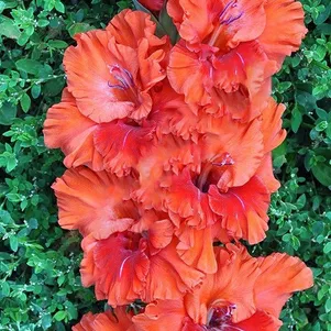 

Гладиолус Волшебный мир