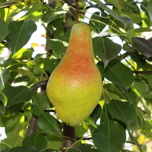 Груша Яковлевская 600₽