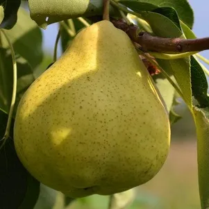 

Груша Марсианка
