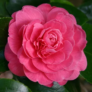 

Камелия Триумфанс