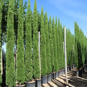 

Кипарис Тотем