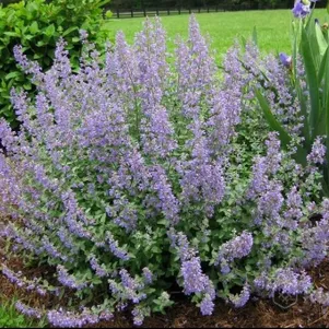 

Котовник Фассена Парсиан Блю