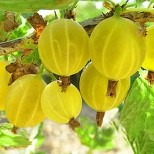 Крыжовник Яровой слабошипованный желтый