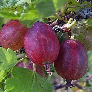 

Крыжовник Салют красный