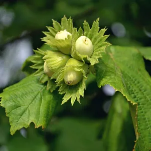 

Лещина обыкновенная
