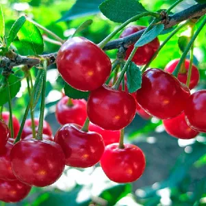 

Вишня Любская