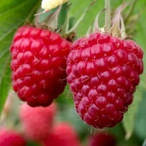 

Малина Самохвал крупная среднего срока (от автора сорта!)