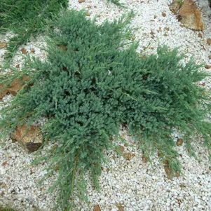 Можжевельник горизонтальный Глациер 590₽