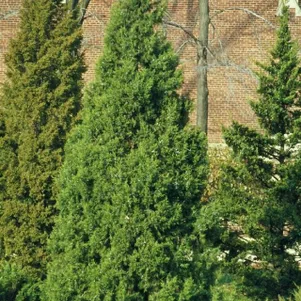 Можжевельник китайский Кетелери 490₽