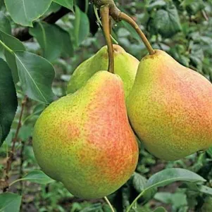 Груша Памяти Яковлева 490₽