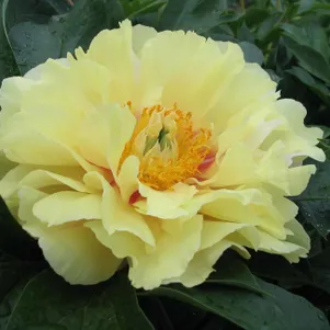 Пион Прейри Чарм ИТО 2850₽