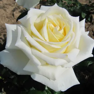 Роза Даймонд Дейз Харкнесс лиц 1890₽