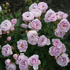 

Роза Наутика флорибунда, Кордес (лиц)