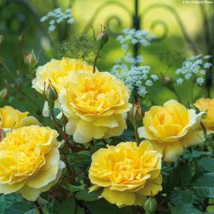 Роза Зе Поэтс Вайф ДОстин кустарниковая лиц 2850₽