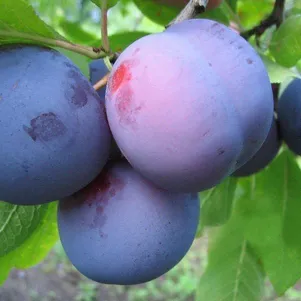 Слива домашняя Малаховская 1200₽