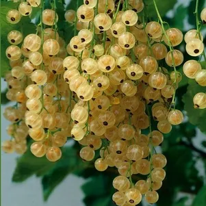 

Смородина Вердавия белая