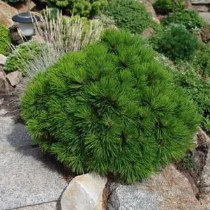 

Сосна белокорая Шмидта