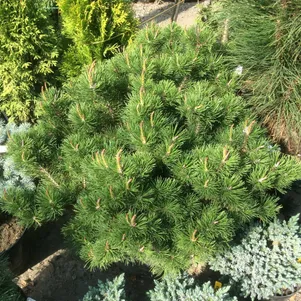 Сосна горная Клостергрюн 2250₽
