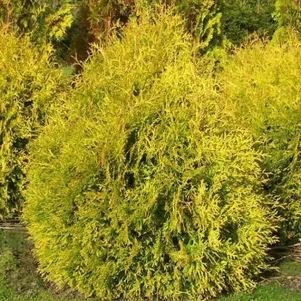 Туя западная Рейнголд 590₽