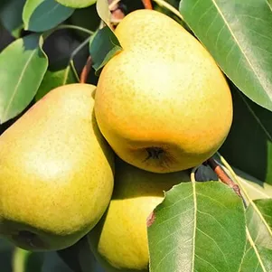 

Груша Уралочка