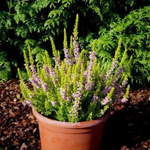 Вереск Дэвид Хагенаарс 690₽