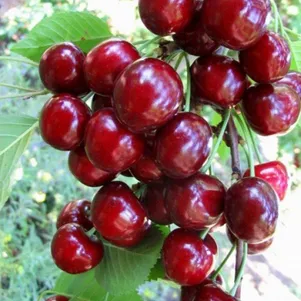 

Черешня Тютчевка