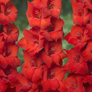 

Гладиолус Красный гигант