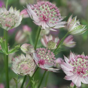 Астранция Бакленд 600₽