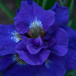 

Ирис сибирский Кабум