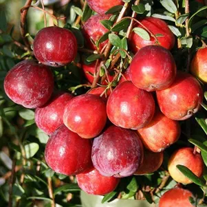 Клюква Кроули крупноплодная 490₽