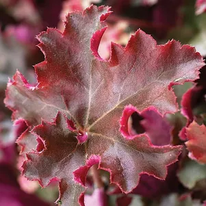 

Гейхера Кримсон Керлз