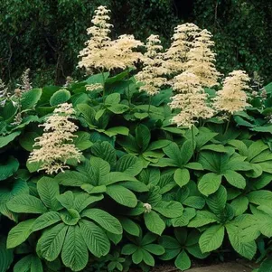 

Роджерсия конскокаштанолистная